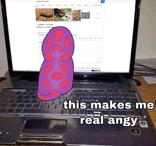 2019 cobra computer draw_over english_text female hi_res keeshee laptop ncs photo_background purple_body real reptile scalie sitting snake solo spots text // 1944x1817 // 505.1KB