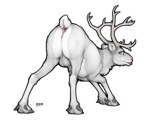 2018 animal_genitalia antlers anus backsack balls butt capreoline cervid ecmajor feral genitals greyscale hooves horn looking_at_viewer looking_back male mammal monochrome penis penis_tip presenting presenting_hindquarters raised_tail reindeer sheath solo tongue tongue_out // 1484x1184 // 696KB