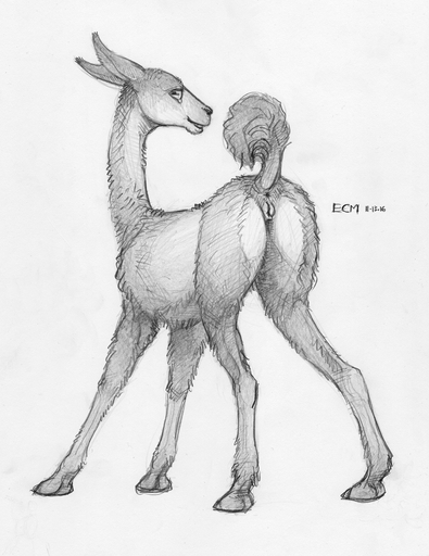 2016 anatomically_correct anatomically_correct_genitalia anatomically_correct_pussy animal_genitalia animal_pussy anus butt camelid camelid_pussy ecmajor female feral genitals greyscale llama looking_at_viewer looking_back mammal monochrome presenting pussy raised_tail sketch solo // 829x1075 // 788.5KB