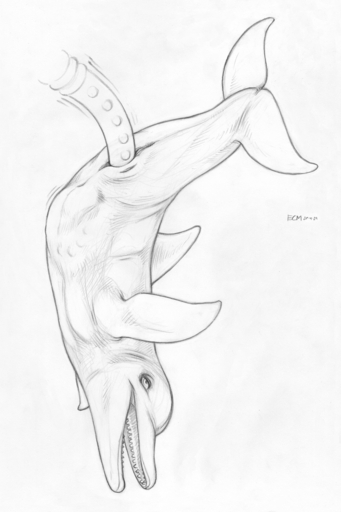 abdominal_bulge anus cetacean delphinoid ecmajor female feral genitals greyscale half-closed_eyes looking_at_viewer looking_pleasured mammal mammary_slits marine monochrome narrowed_eyes nude open_mouth penetration pussy sex_toy simple_background solo teeth tentacles toothed_whale traditional_media_(artwork) vaginal vaginal_penetration white_background // 769x1155 // 460.1KB
