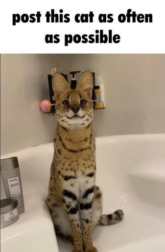 bathroom bathtub chilling corner domestic_cat feet felid feline felis feral fur image_macro male mammal meme photography_(artwork) real serval sitting smile sogga solo text unknown_artist // 401x609 // 24.9KB