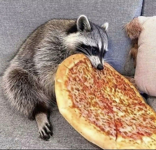 ambiguous_gender duo feral food male mammal pizza procyonid raccoon real_fake solo // 1170x1132 // 256.7KB